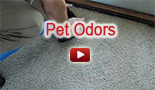 pet odors Carpet Cleaning service